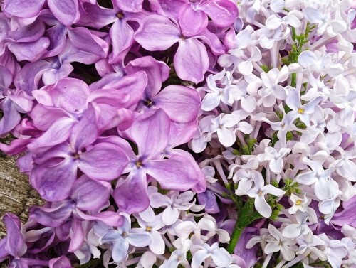 lilac-a-23a140d4442ec08fd.jpg