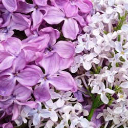 lilac-a-23a140d4442ec08fd