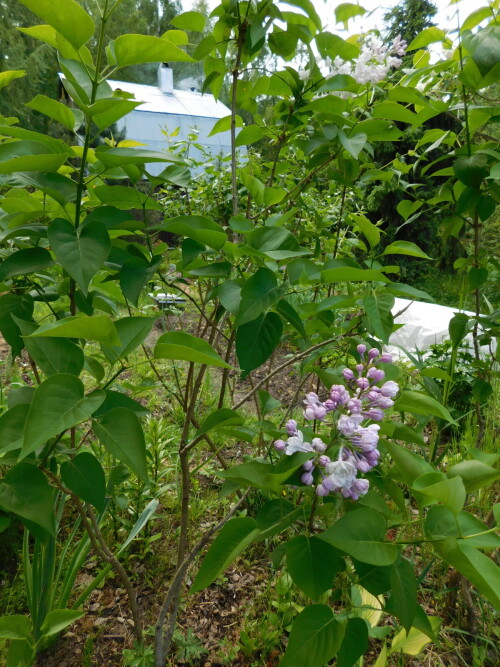 DSCN44611c99daeffe693bba.jpg