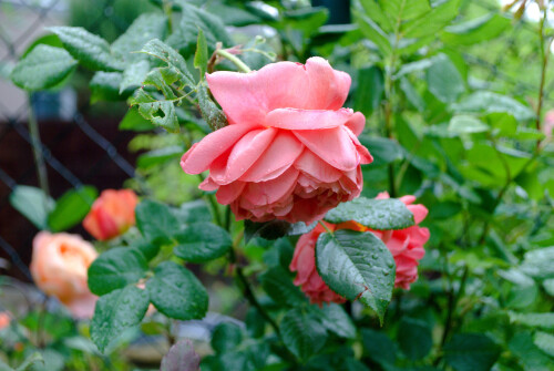 DSC_1703b67eb3d089b3ee07.jpg